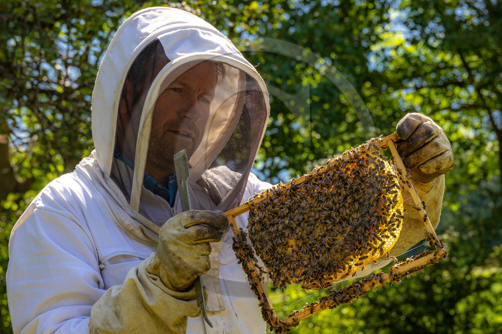 Jean-Jacques Daubert - Apiculteur