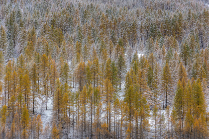 Mélèze d'Europe, Larix decidua