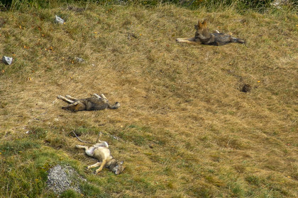 Film : La vallée des loups