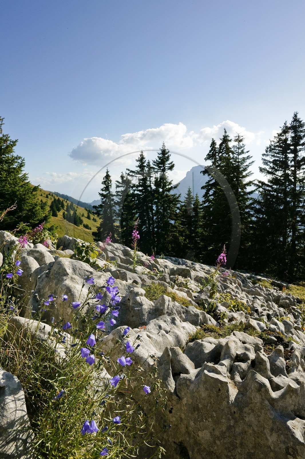Espace naturel sensible de l'Isère, Col du Coq, Campanules dans Lapiaz