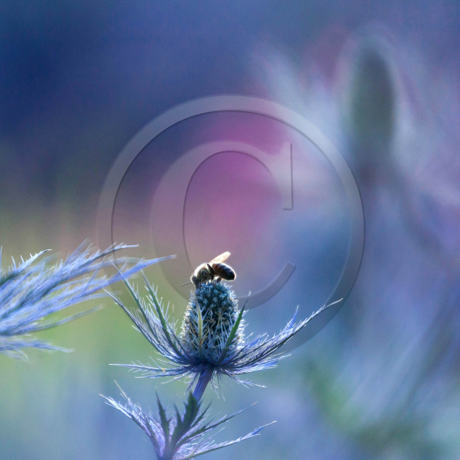 Chardon Bleu, Panicaut des Alpes, Eryngium alpinum