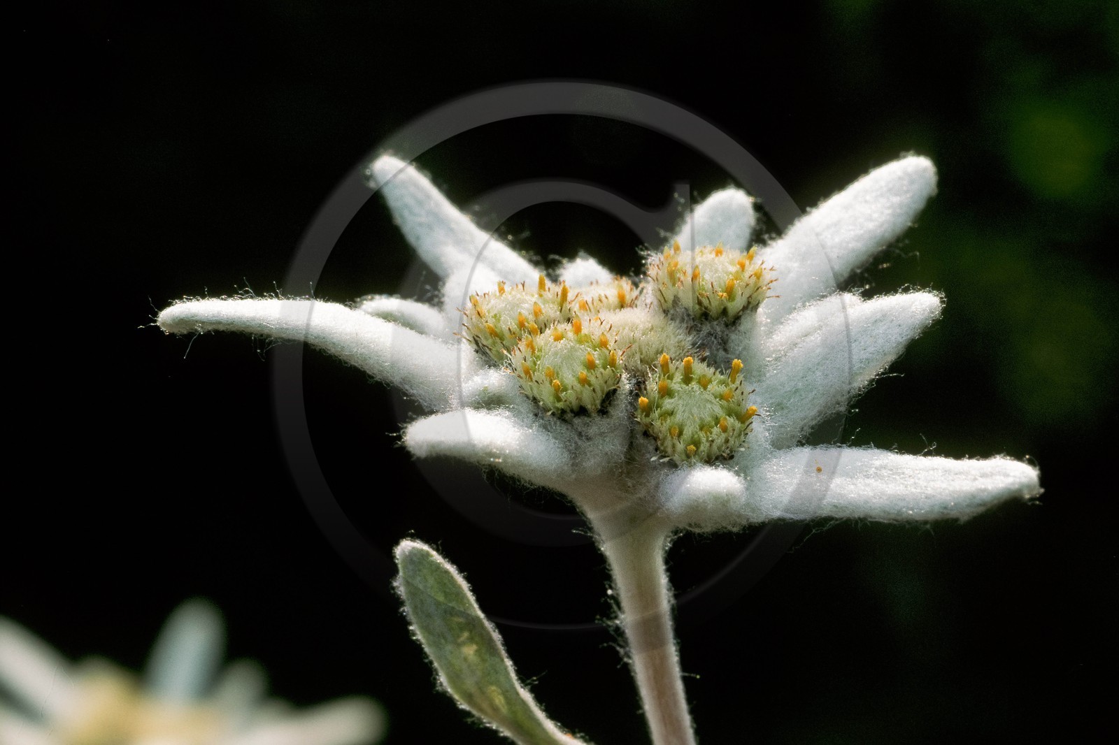 Edelweiss, Leontopodium alpinum