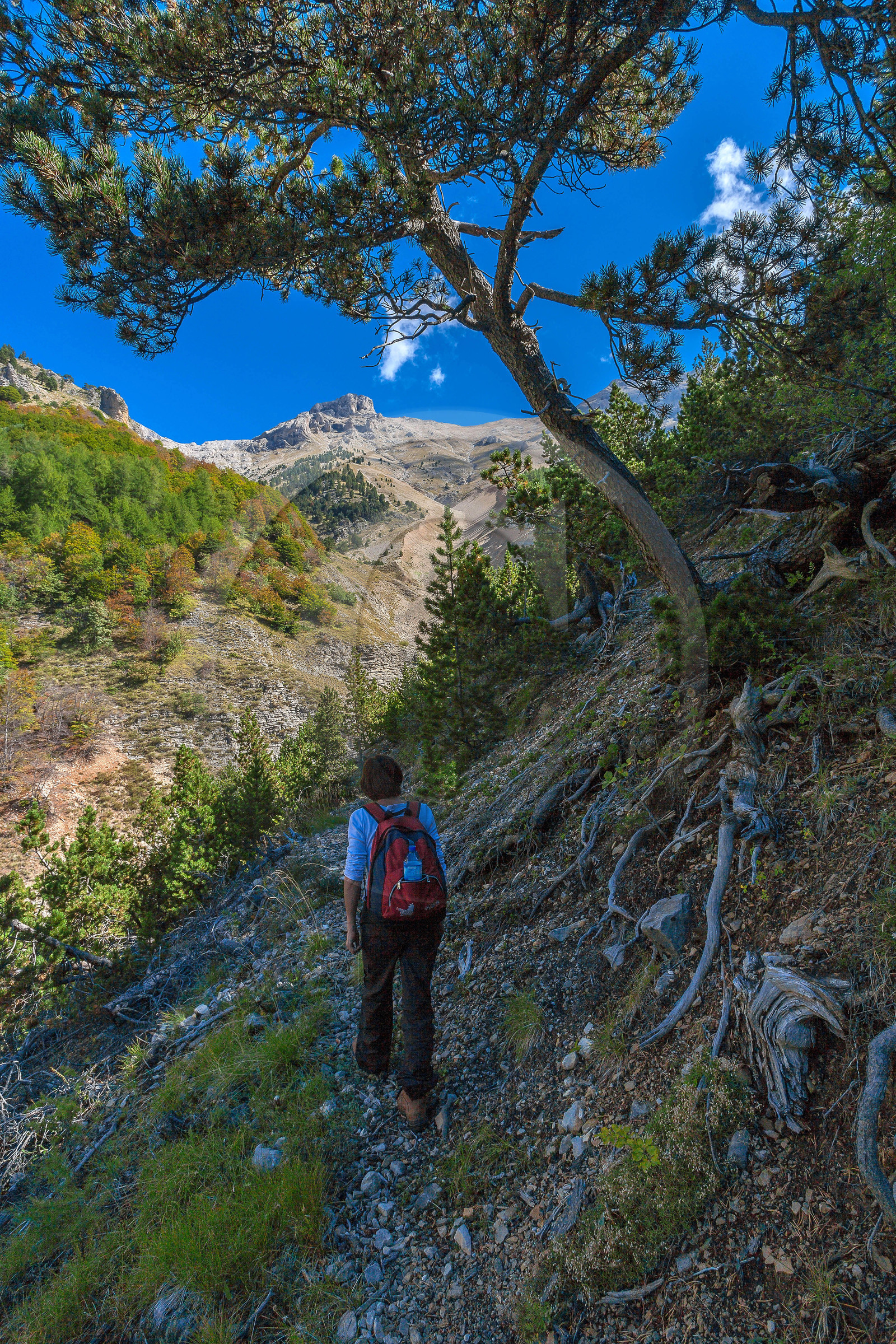 Dévoluy, forêt des Sauvas