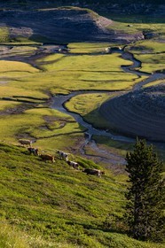 alpages du lac du Mont-Cenis