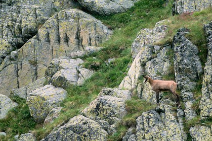Chamois, Rupicapra rupicapra