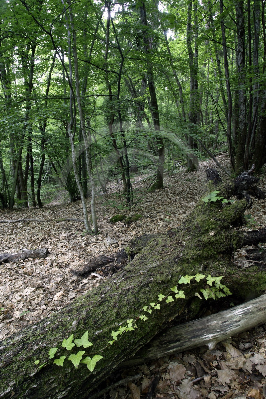 Réserve naturelle du Roc de Chère, forêt