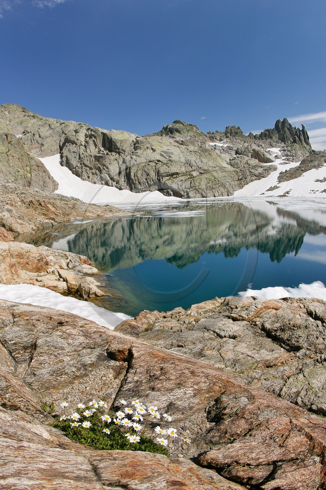 Marguerite des Alpes, Leucanthemopsis alpina