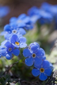 Eritriche nain, Eritrichium nanum