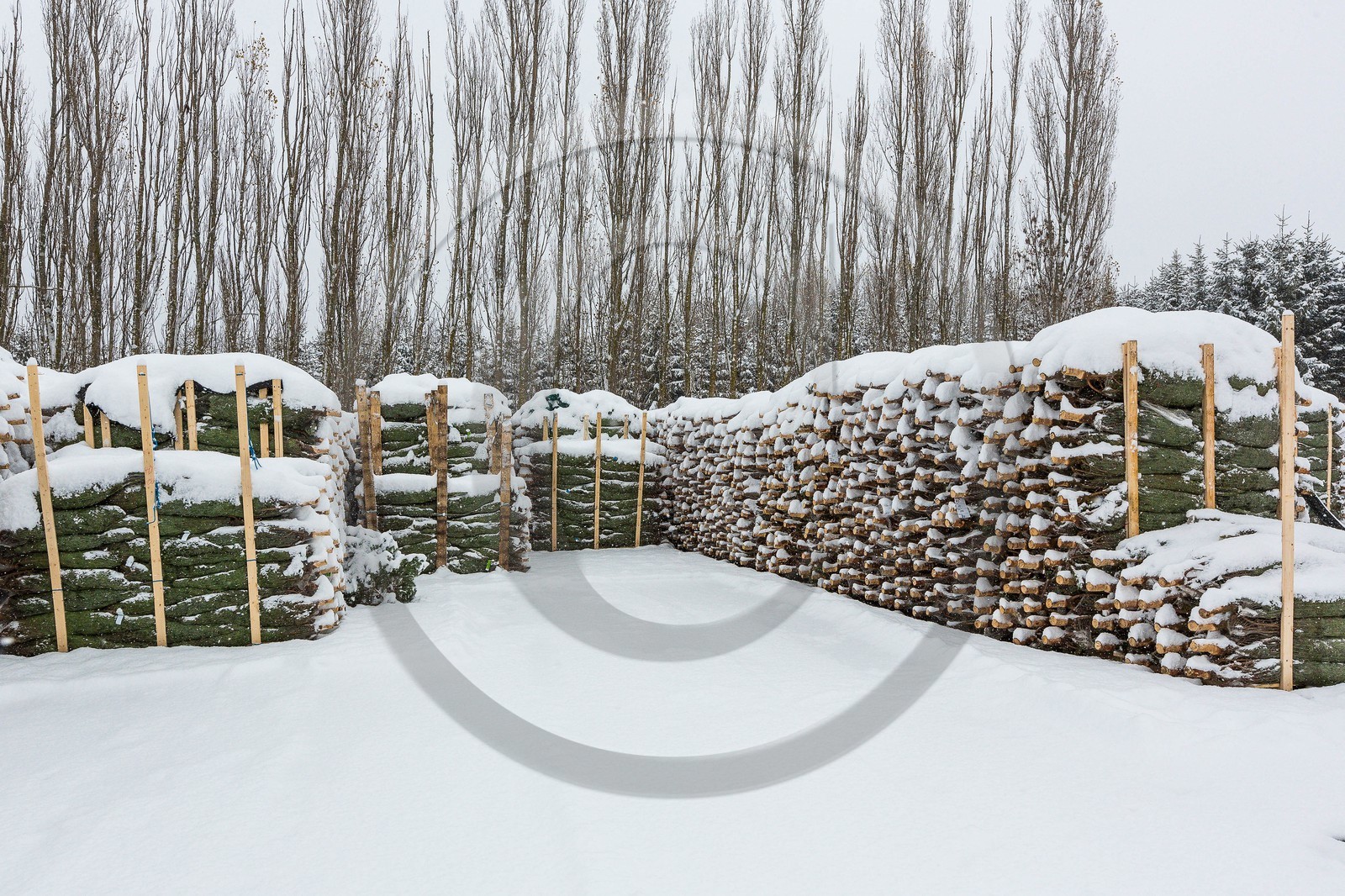 Pépinière Robin, producteur de sapin de Noël