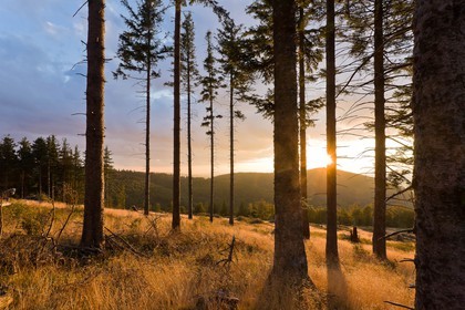 Parc national des Cévennes, forêt du Mont Aigoual