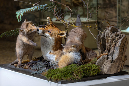 Musée Muséum départemental des Hautes-Alpes, collections d’animaux naturalisés