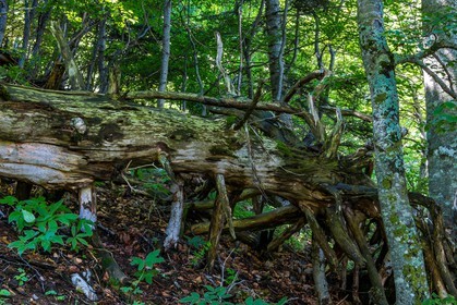 Bois du Chapitre, forêt domaniale de Gap-Chaudun