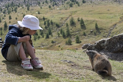 Marmotte des Alpes ( Marmota marmota )