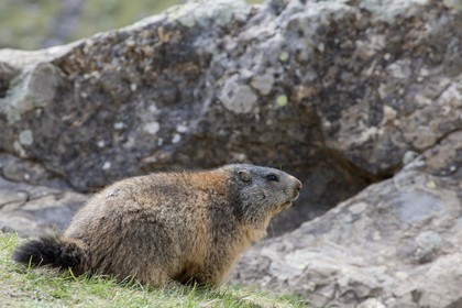 Marmotte des Alpes ( Marmota marmota )