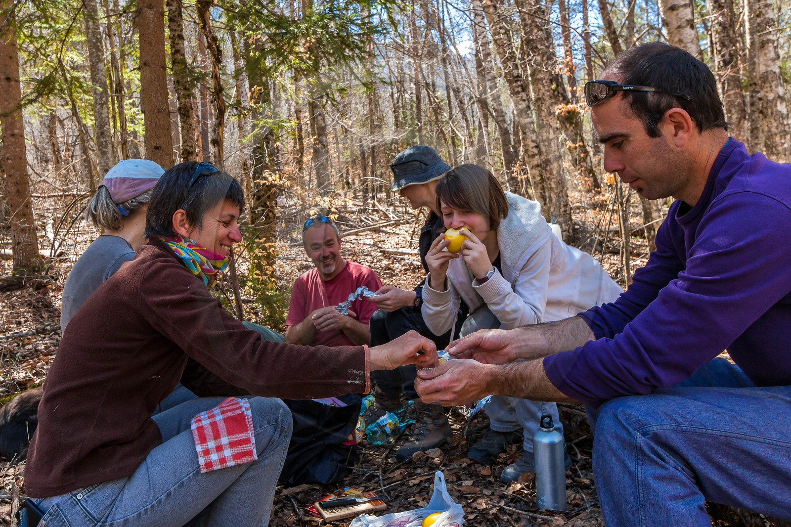 Récolte de sève de bouleau
