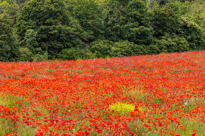 Faucon-du-Caire, cultures avec coquelicots