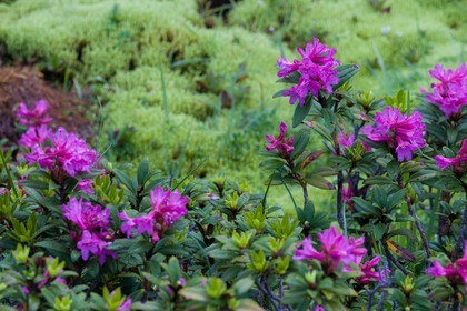 Rhododendron ferrugineux, Laurier rose des Alpes, Rhododendron ferrugineum