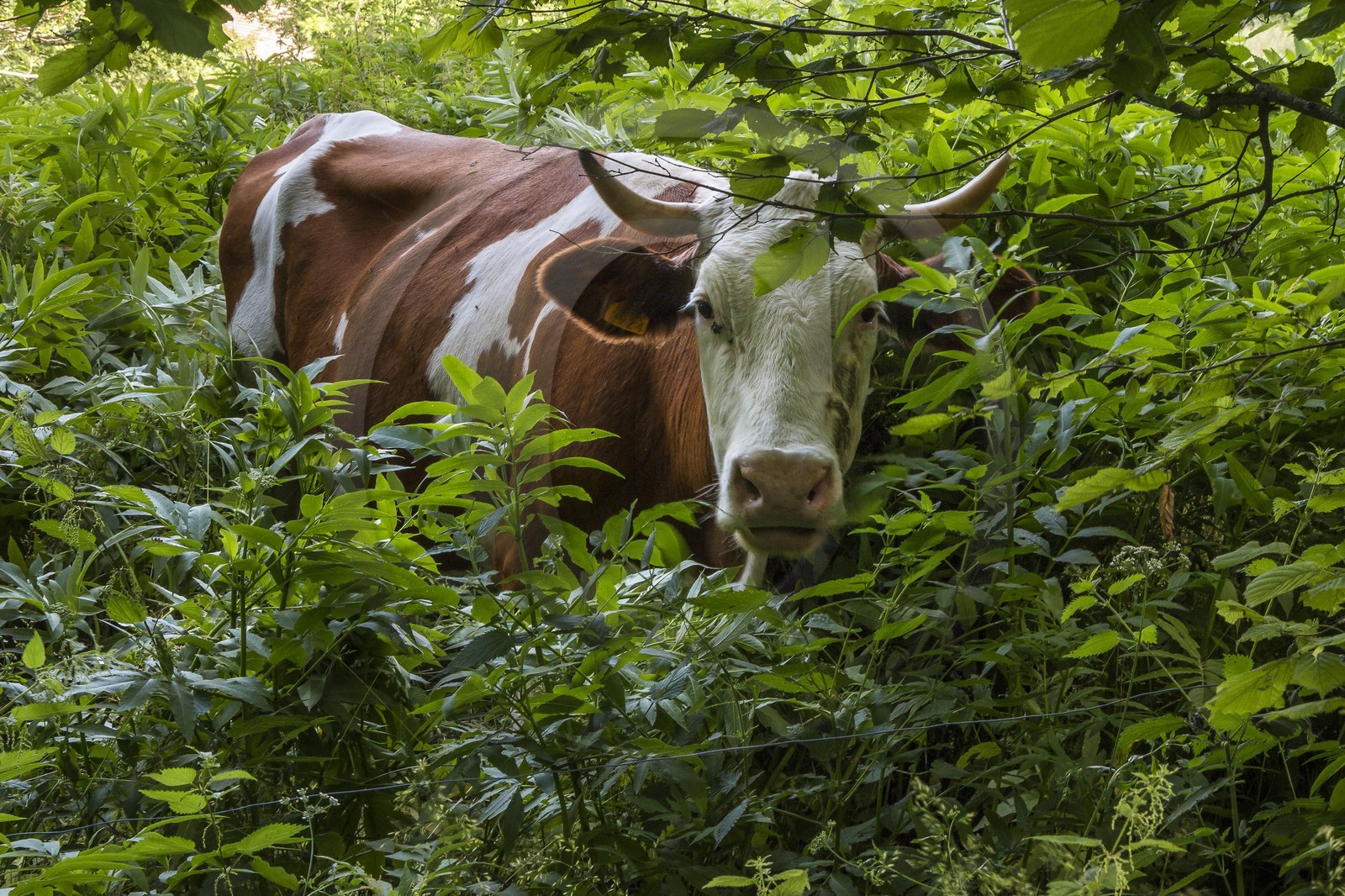 ENS de l'Isère, vallée fossile des Rimets