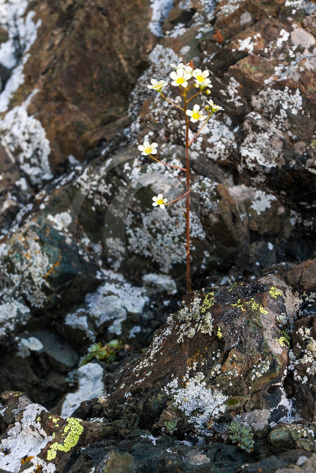 Montgenèvre, Le Chenaillet, ophiolites