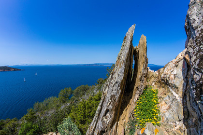 Parc national de Port-Cros, Lotier faux-cytise