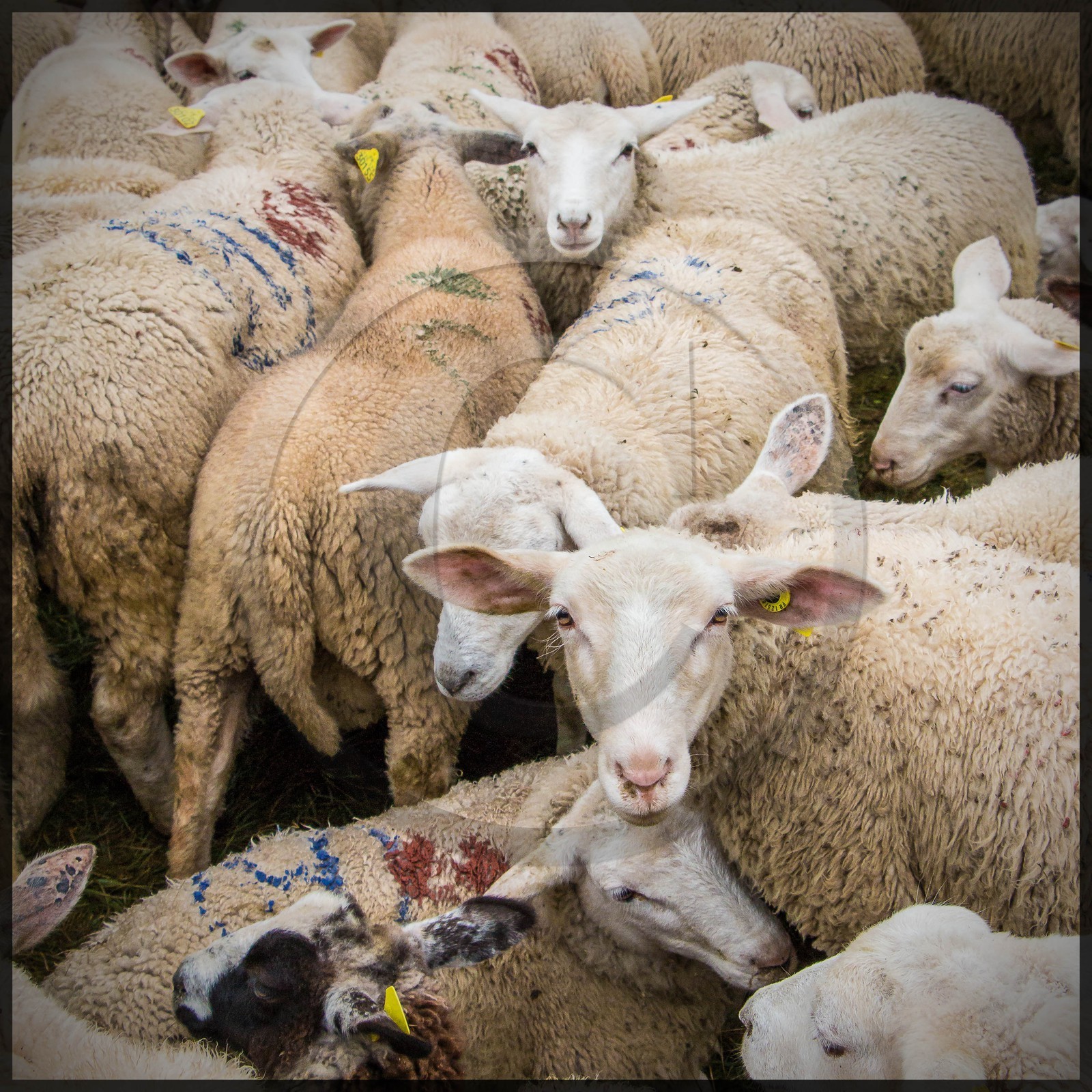 Vallée de Champoléon, Les Borels, foire au tardon