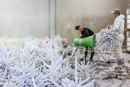Pépinière Robin, producteur de sapin de Noël