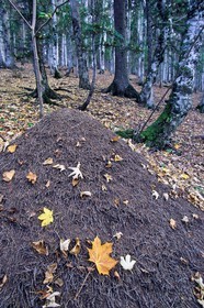 Bois du Chapitre, Fourmillère