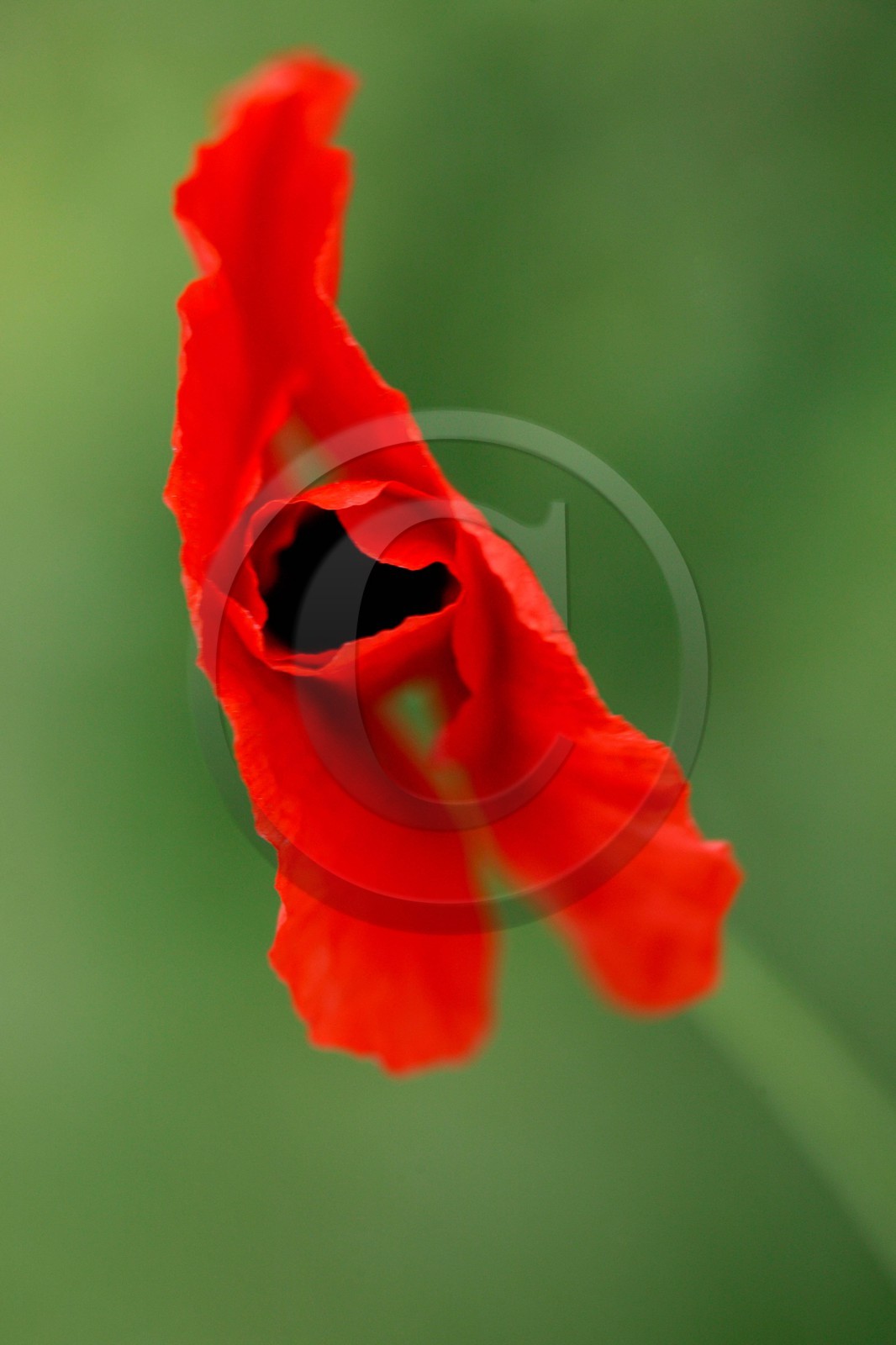 Coquelicot, Papaver rhoeas