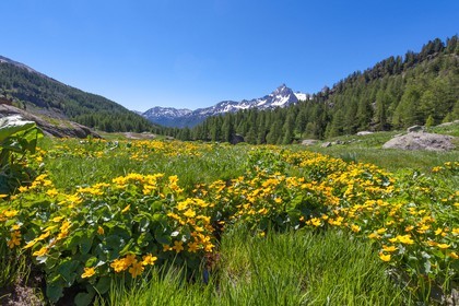 Populage des marais, Caltha palustris