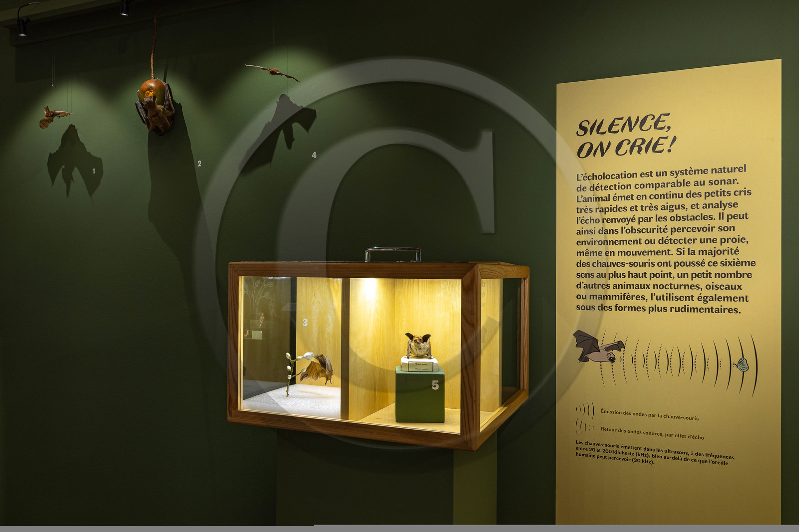 Musée Muséum départemental des Hautes-Alpes, Exposition Nuit