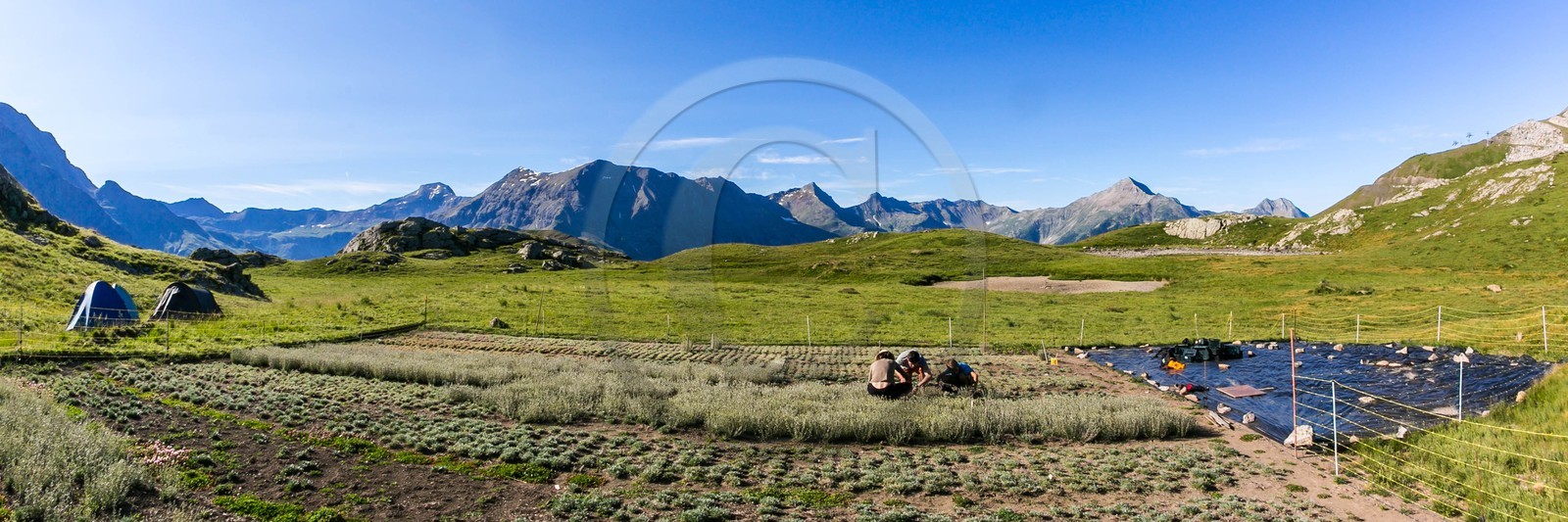 Orcières 1850, Bruno Gonnon agriculteur bio de génépi