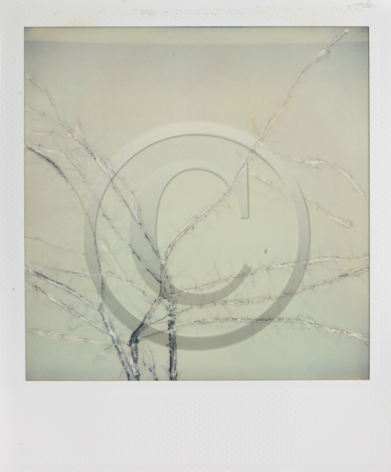 Exposition Arbres et petites forêts, éloge de la biodiversité