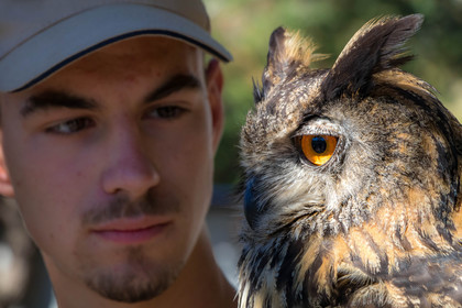 Parc animalier de Serre-Ponçon, Hibou grand-duc, Bubo bubo