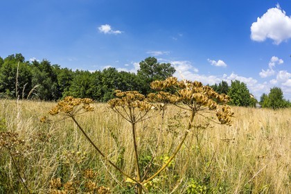 ENS de l'Isère, Zone humide de la Merlière