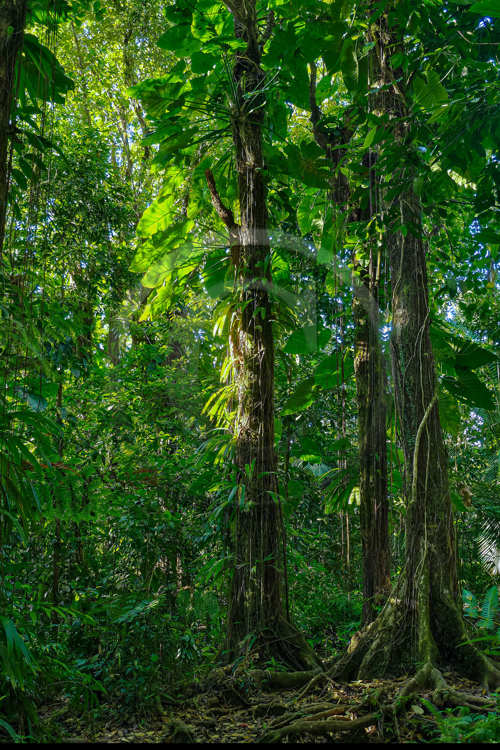 Forêt tropicale, Parc national de la Guadeloupe