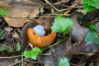 ENS de l'Isère, étang de Mai