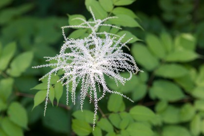 Barbe de bouc, Aruncus dioicus