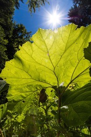 ENS de l'Isère, Les Ecouges, Grands pétasites - Petasites hybridus