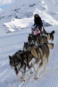 Chiens d'attelage