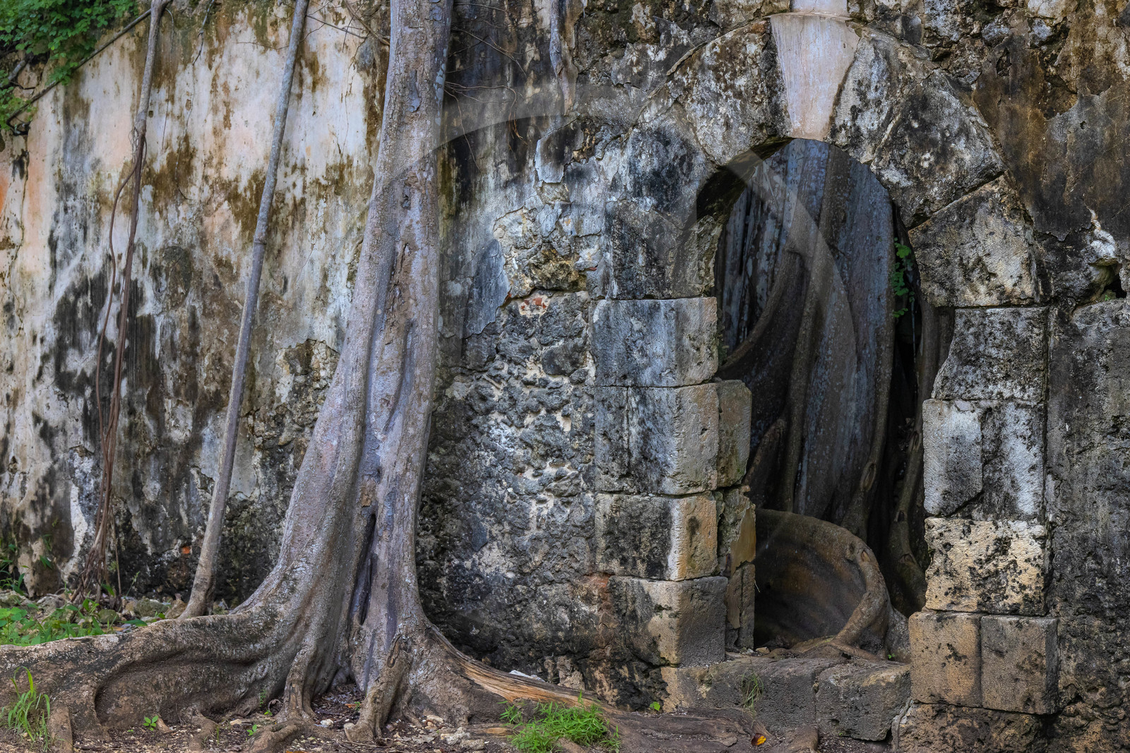 Guadeloupe, ancienne prison et le Figuier Maudit