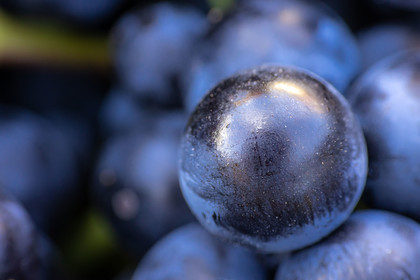 Domaine du Mont Guillaume
