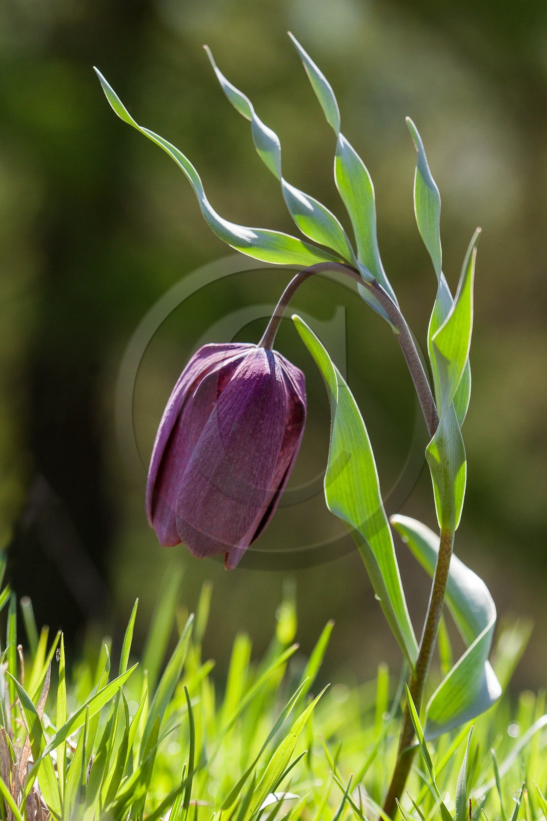 Fritillaire du Dauphiné , Fritillaria tubiformis