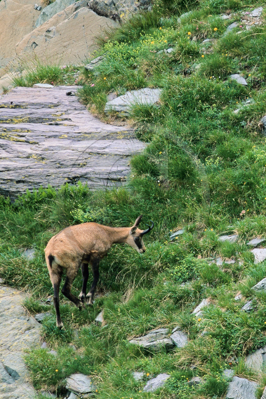 Chamois, Rupicapra rupicapra