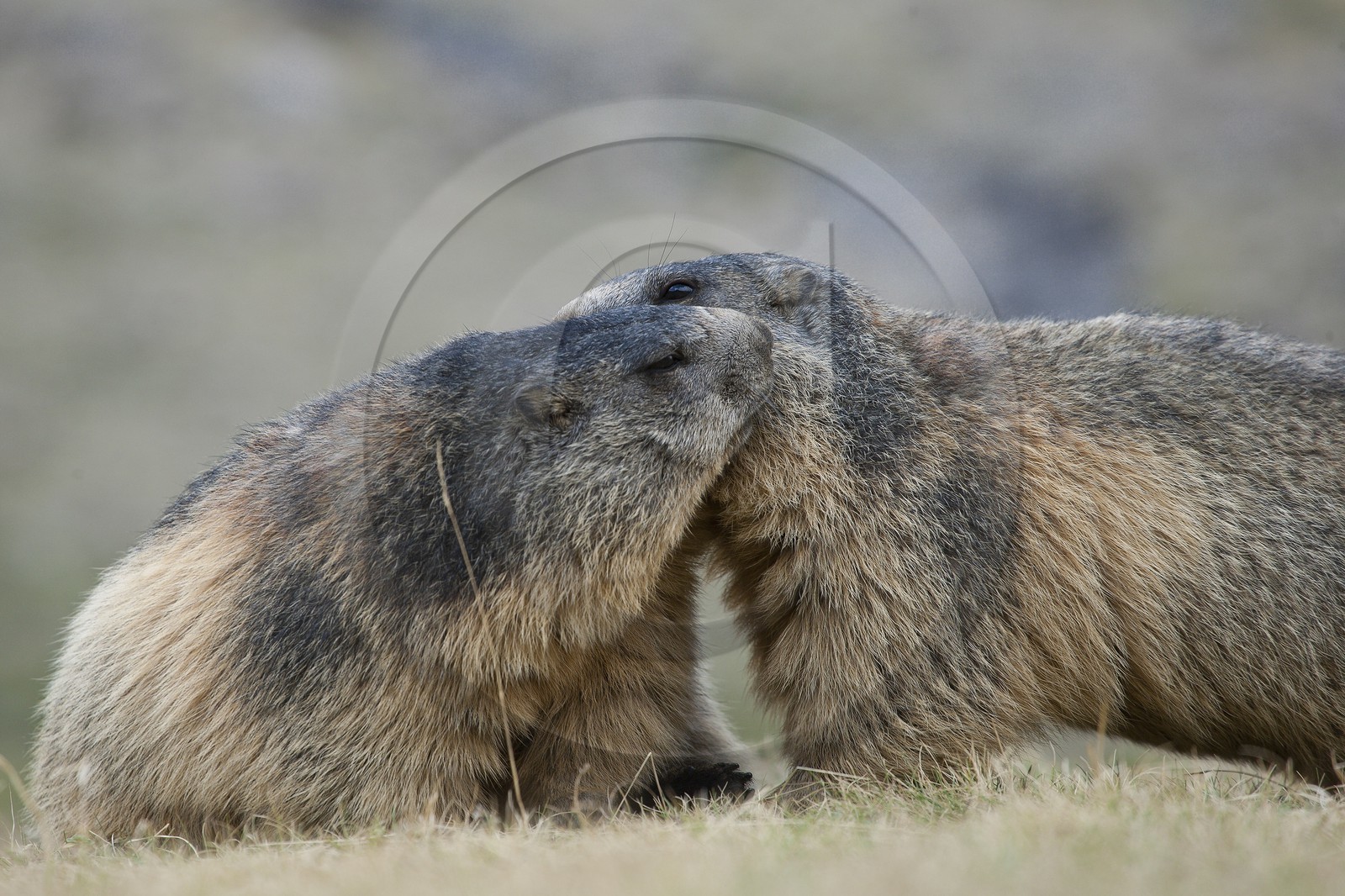 Marmotte des Alpes ( Marmota marmota )
