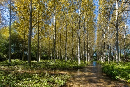 ENS de l'Isère, Les Fontaines de Beaufort