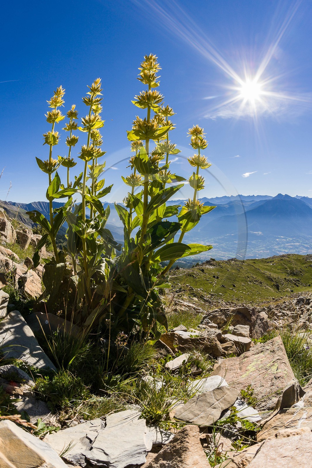Gentiane jaune, Gentiana lutea