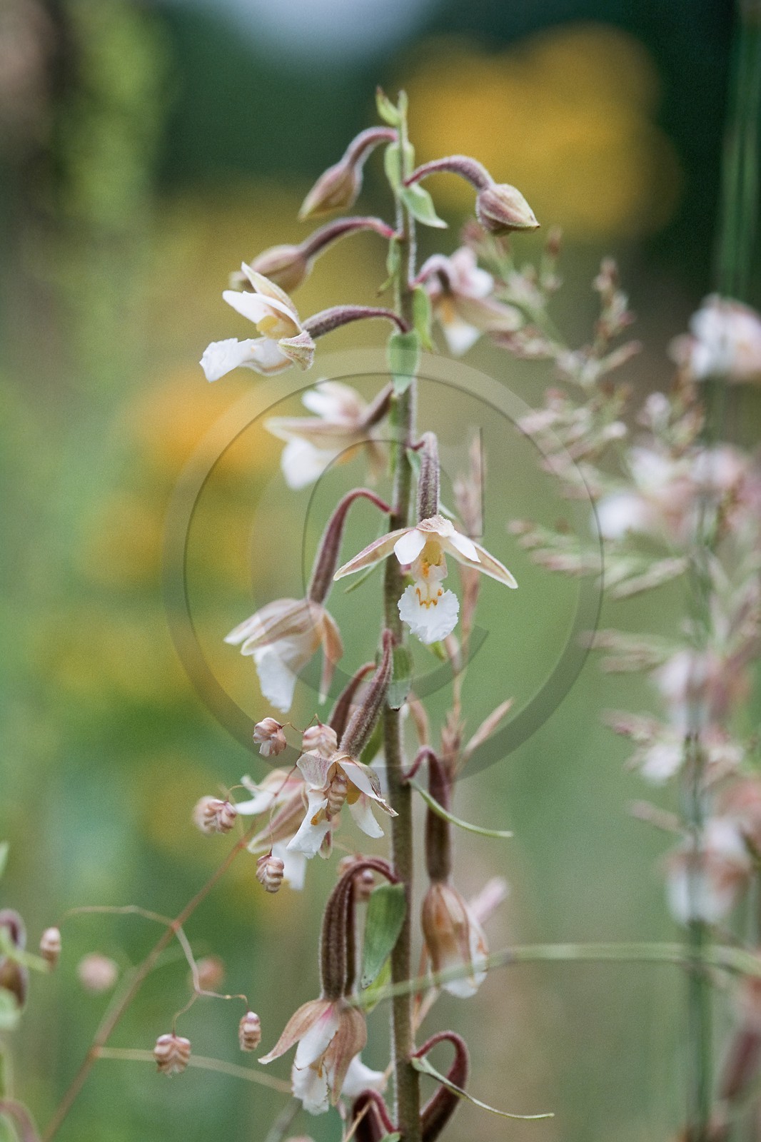 Epipactis des marais, Epipactis palustris