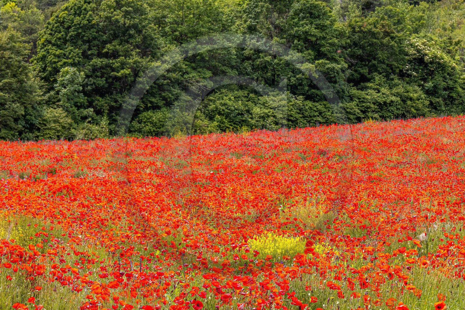 Faucon-du-Caire, cultures avec coquelicots