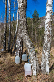 Récolte de sève de bouleau