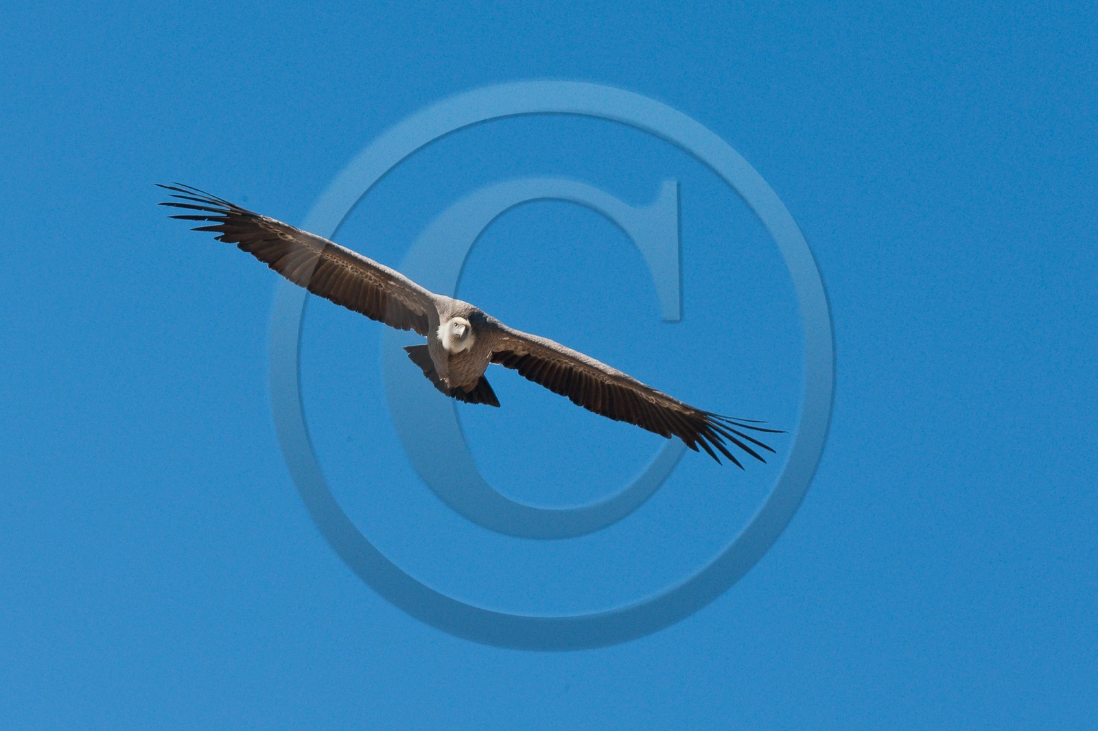 Vautour fauve, Gyps fulvus